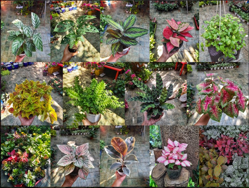 Indoor Plants