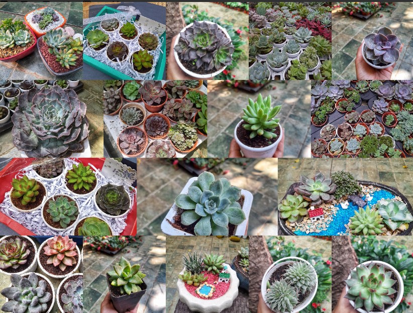 Succulents Plant Varieties